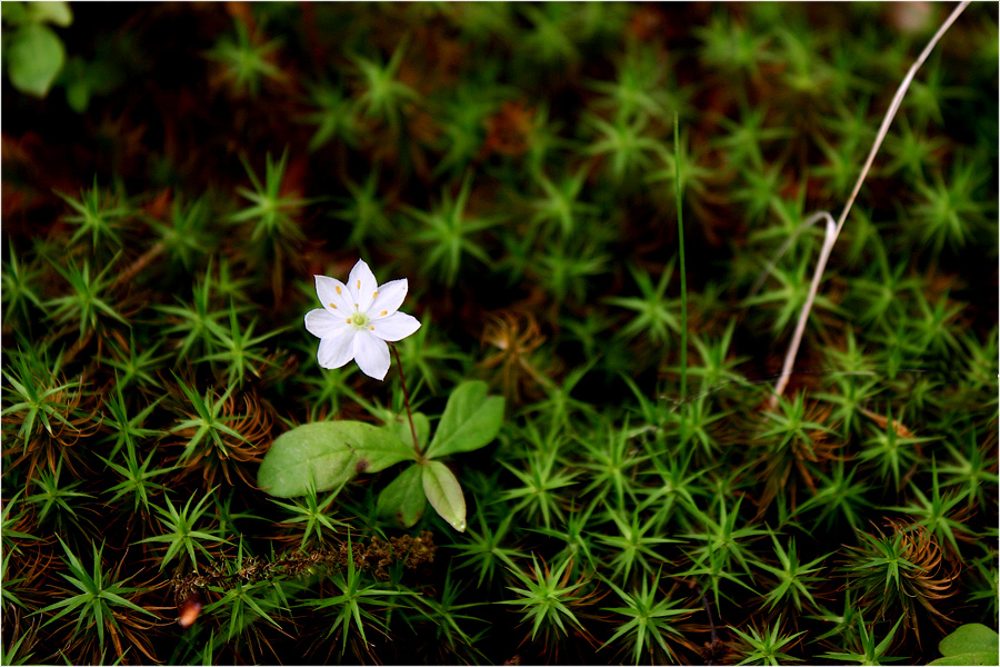 Изображение особи Trientalis europaea.