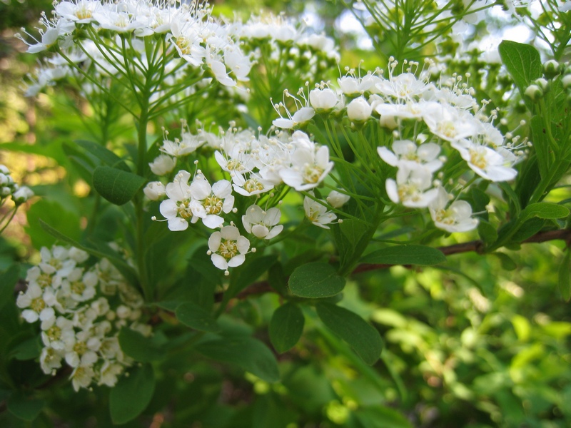 Image of Spiraea media specimen.