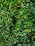 Leucothoe fontanesiana