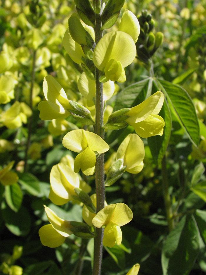 Изображение особи Baptisia sphaerocarpa.