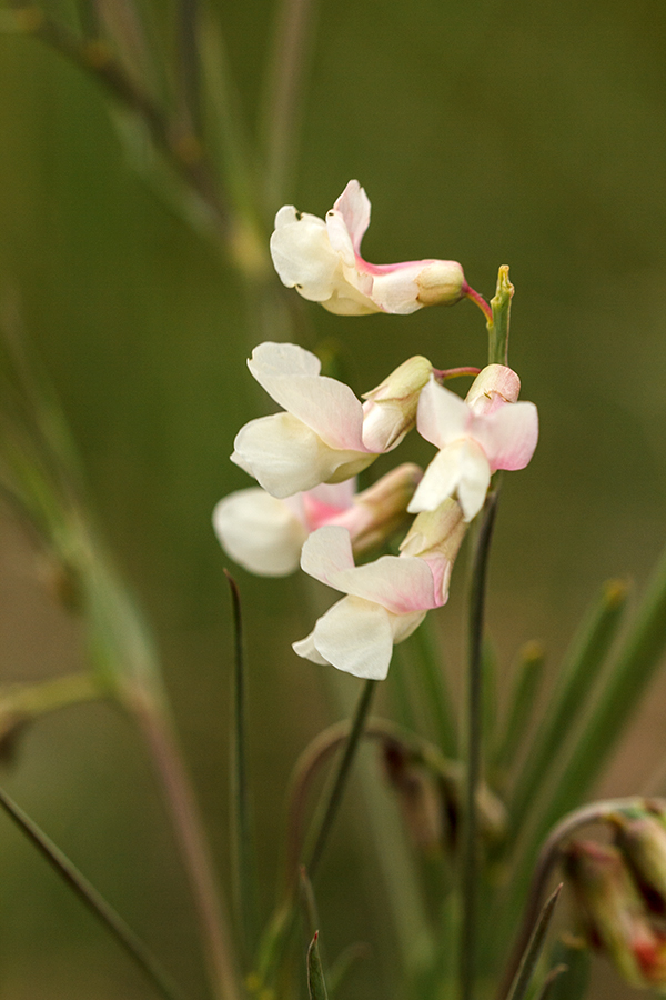 Изображение особи Lathyrus lacteus.