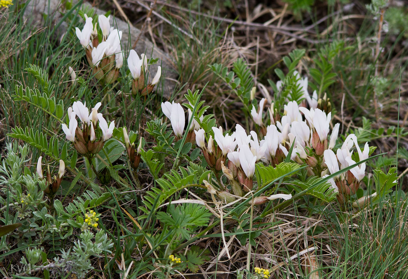 Изображение особи Astragalus megalanthus.