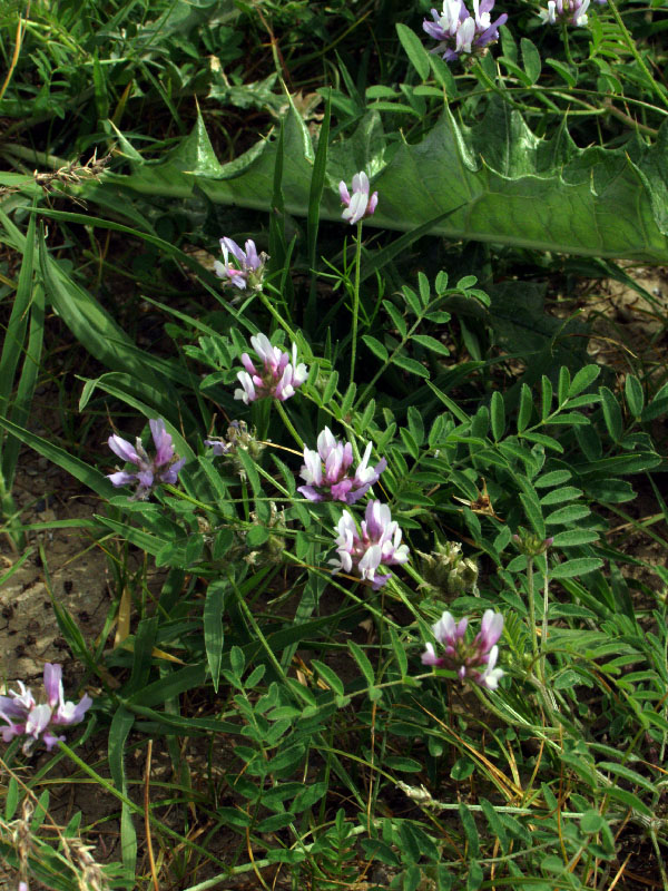 Image of Astragalus filicaulis specimen.