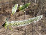 Salix gmelinii