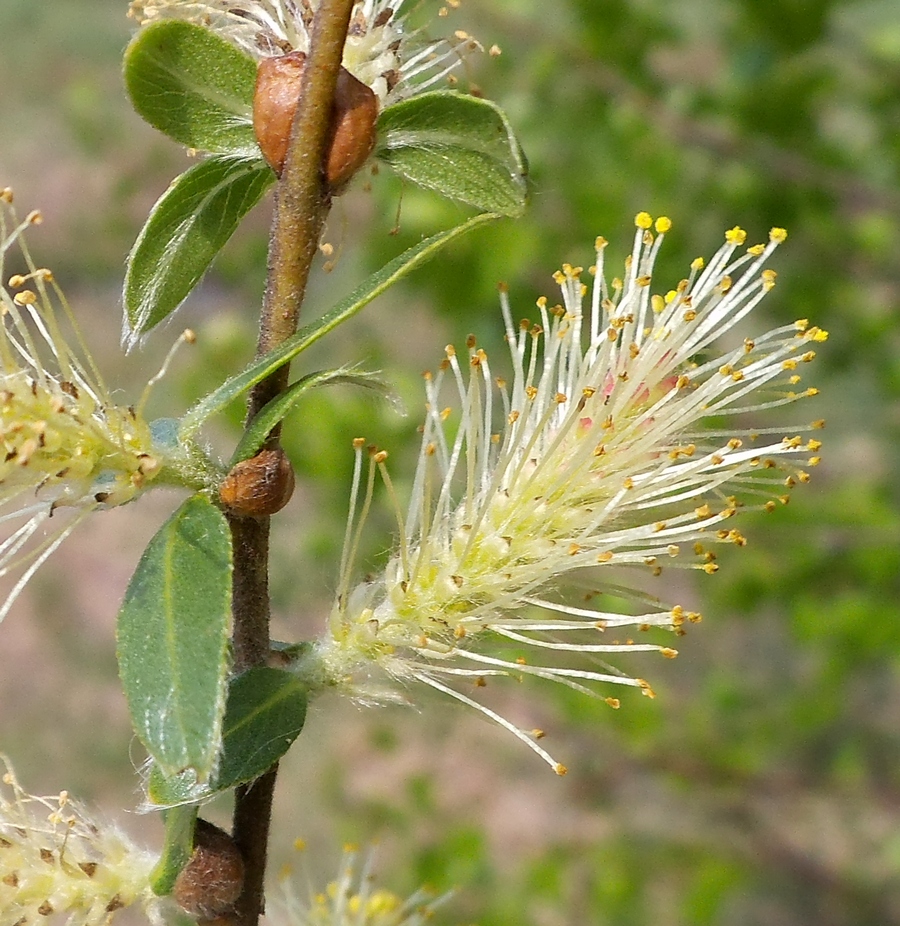 Изображение особи Salix myrsinifolia.