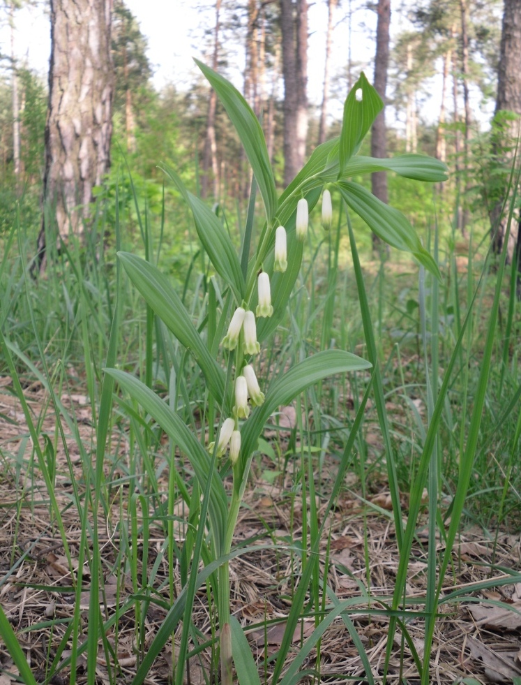 Изображение особи Polygonatum odoratum.