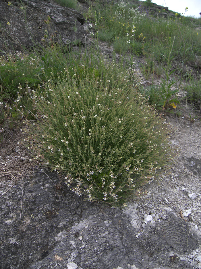 Image of Silene supina specimen.