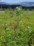 Trigonella procumbens