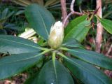 Rhododendron brachycarpum