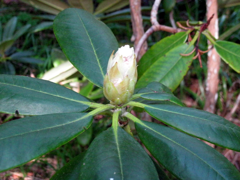 Изображение особи Rhododendron brachycarpum.