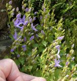 genus Campanula