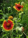 genus Gaillardia