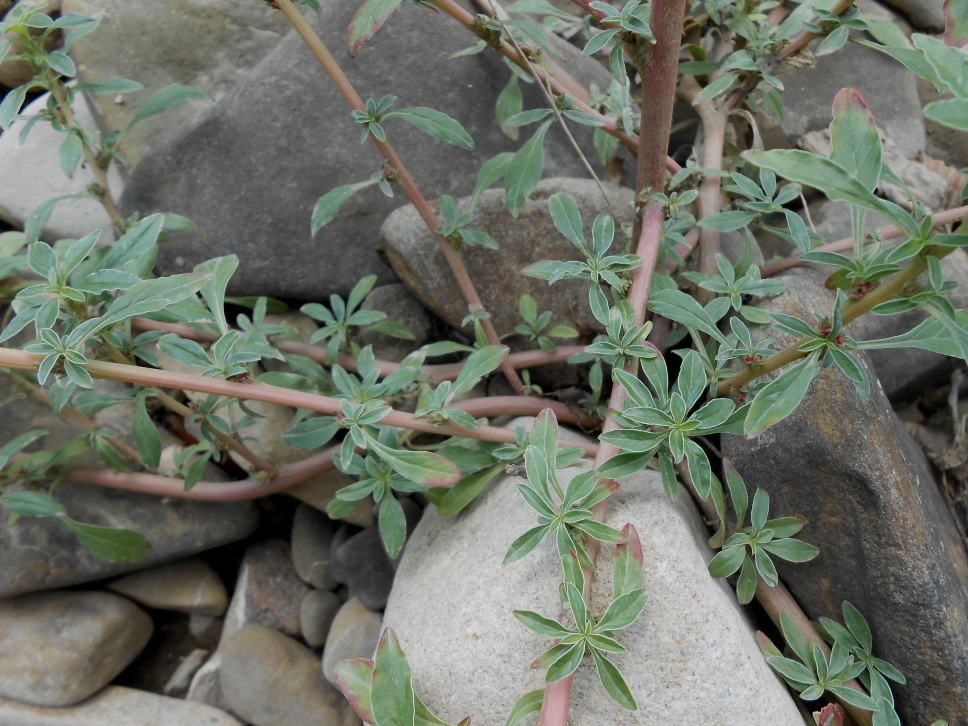 Image of Amaranthus blitoides specimen.