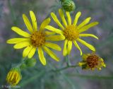 Senecio borysthenicus. Соцветия-корзинки. Украина, Черкасская обл., Каневский р-н, региональный ландшафтный парк \"Трахтемиров\", зарастающая лесная дорога на песке. 28 июня 2013 г.