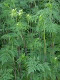 Chaerophyllum bulbosum