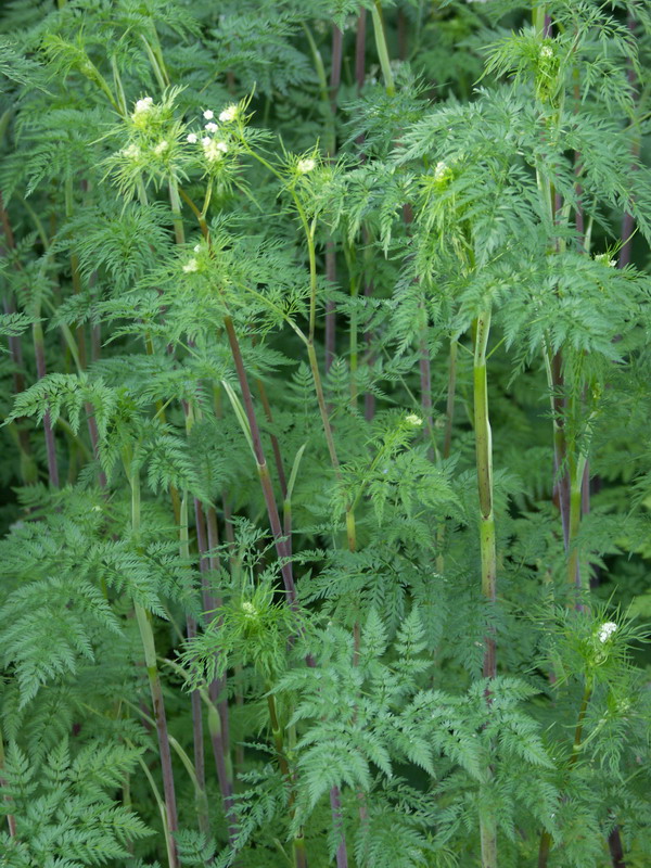 Изображение особи Chaerophyllum bulbosum.