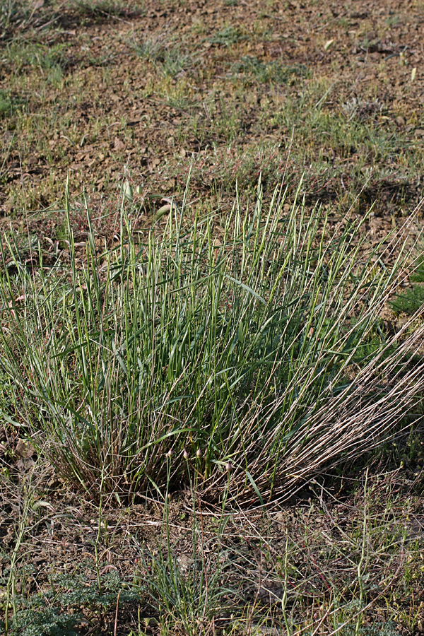 Изображение особи семейство Poaceae.