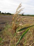 Phragmites australis