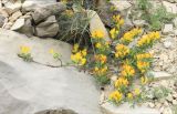 Chamaecytisus wulffii. Цветущее растение на каменистом склоне. Черноморское побережье Кавказа, Новороссийский р-н, Маркотхский хребет, Андреевский перевал, выс. 520 м н.у.м. 13 мая 2013 г.