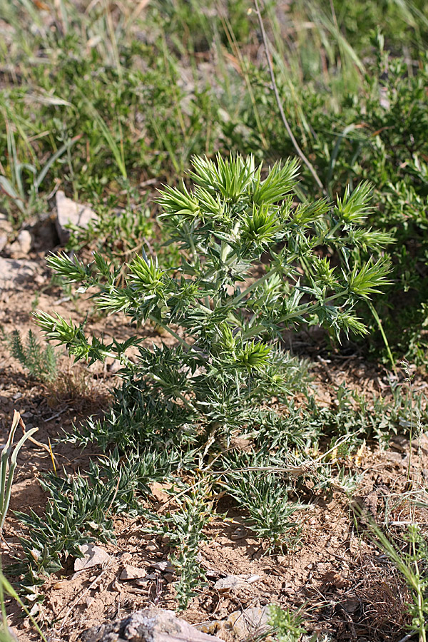 Image of Cousinia minkwitziae specimen.