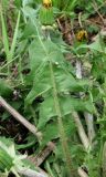 Taraxacum officinale
