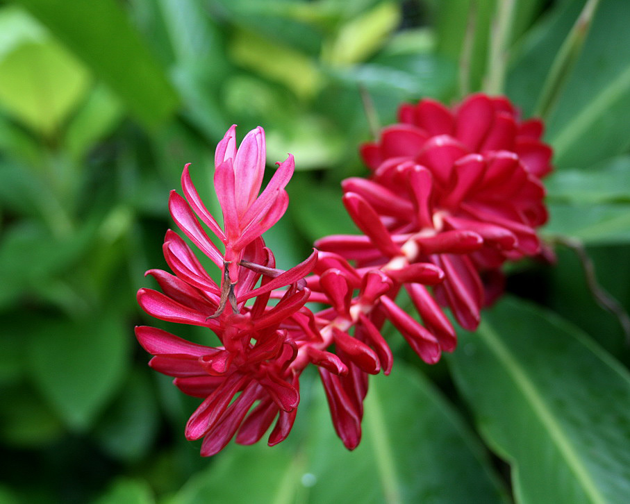 Image of Alpinia purpurata specimen.