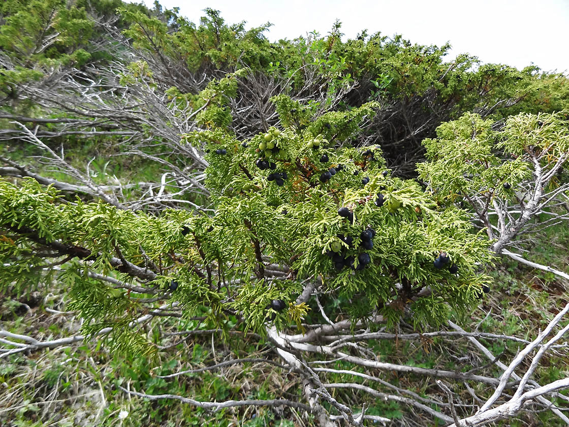 Изображение особи Juniperus pseudosabina.