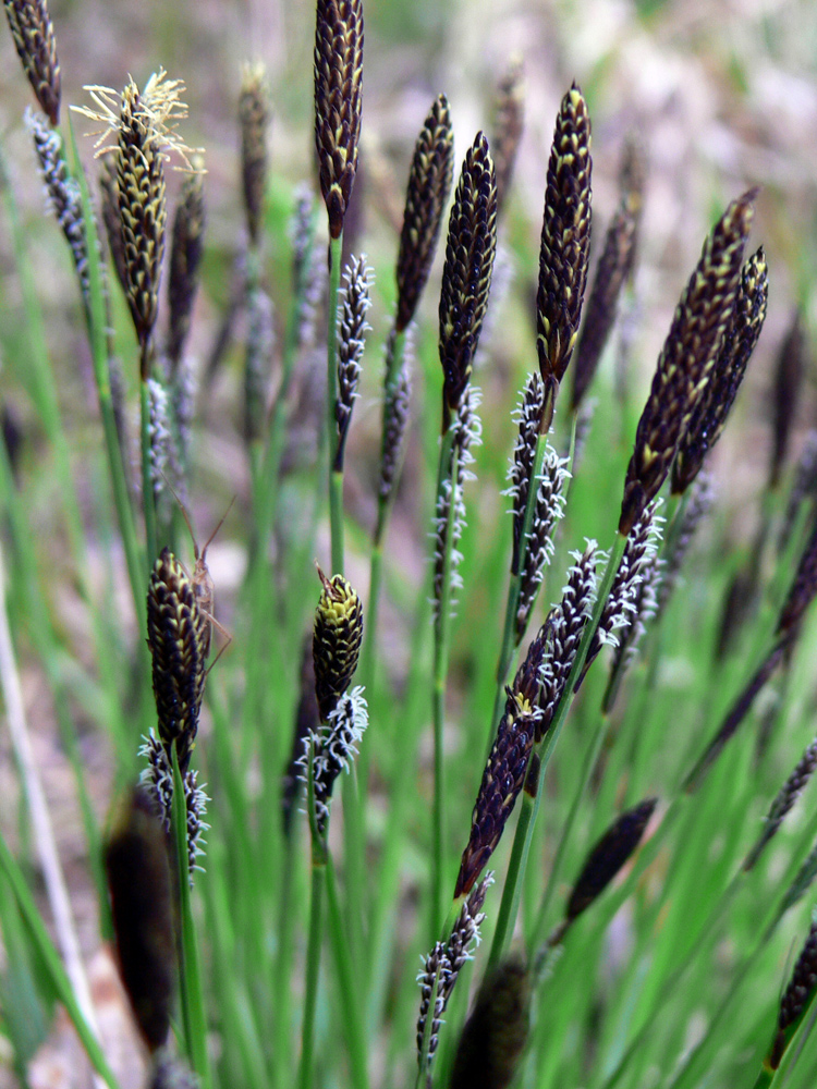 Изображение особи Carex cespitosa.