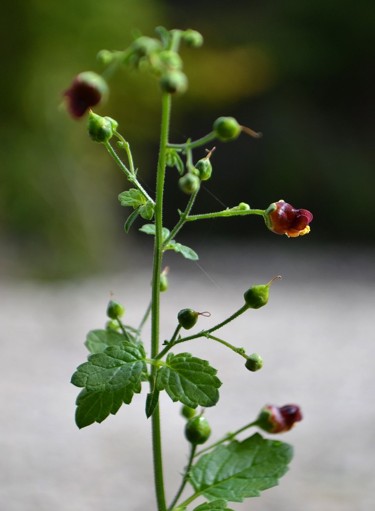 Image of Scrophularia scopolii specimen.