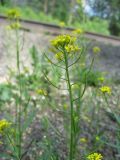 Erysimum cheiranthoides