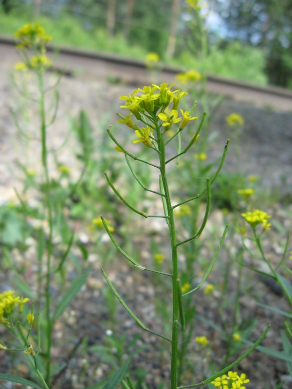 Image of Erysimum cheiranthoides specimen.