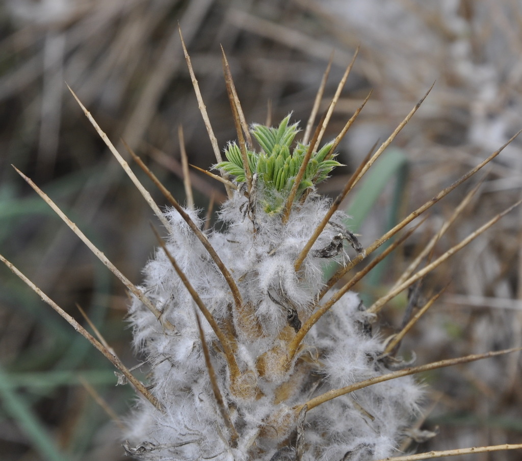Image of Astragalus thracicus specimen.