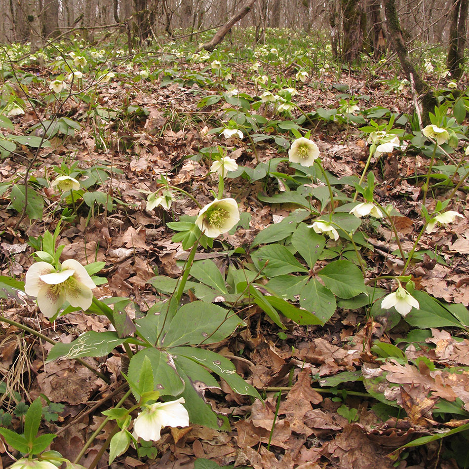 Image of Helleborus caucasicus specimen.