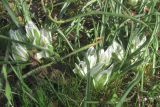 Ornithogalum refractum