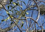 Viscum album. Паразитирующее растение на ветке канадского тополя (Populus deltoides). Германия, г. Дюссельдорф, Ботанический сад университета. 02.03.2014.