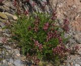 Astragalus monspessulanus. Цветущее растение. Греция, Халкидики. 01.04.2014.