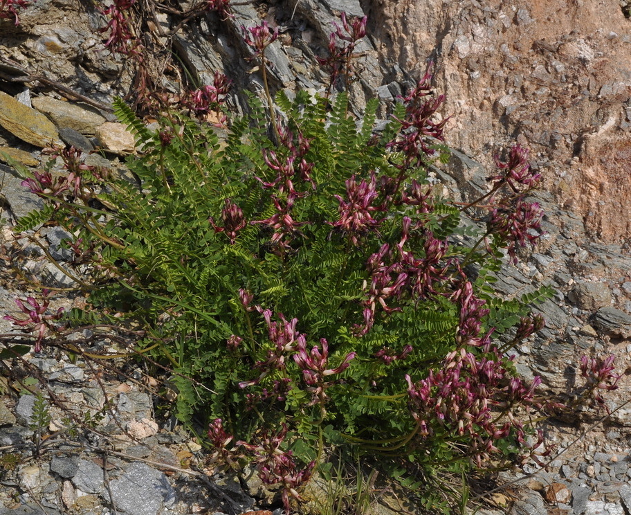 Изображение особи Astragalus monspessulanus.