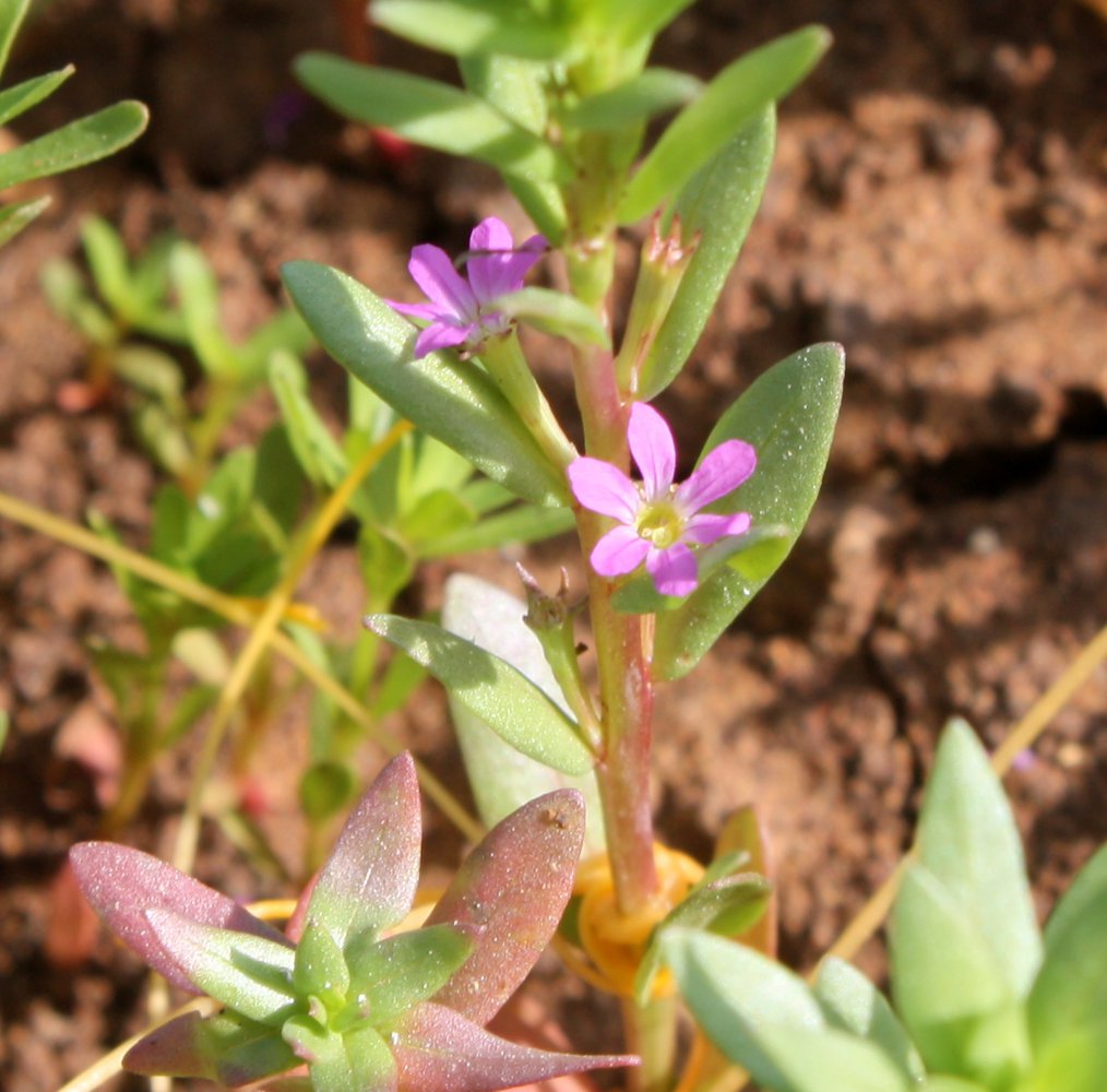 Image of Lythrum junceum specimen.