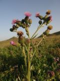 Cirsium incanum. Верхняя часть растения. ЮВ Крым, бухта Тихая. 21 июня 2009 г.