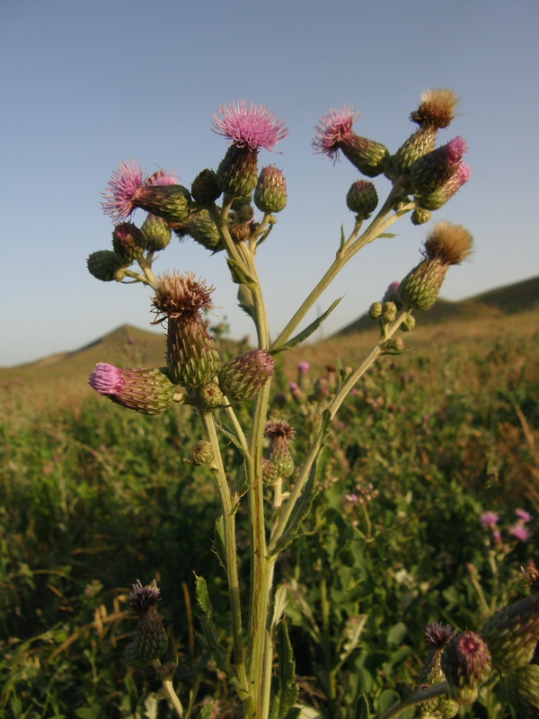 Image of Cirsium incanum specimen.