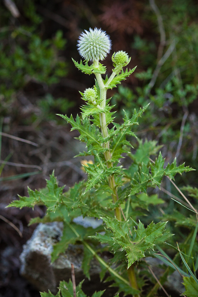 Изображение особи Echinops sphaerocephalus.