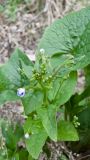 Brunnera macrophylla