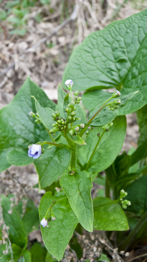 Image of Brunnera macrophylla specimen.