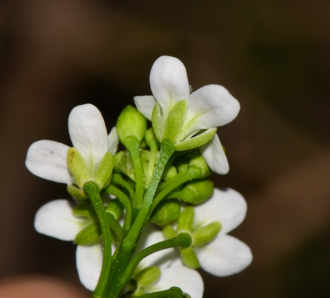 Image of Crambe hispanica specimen.