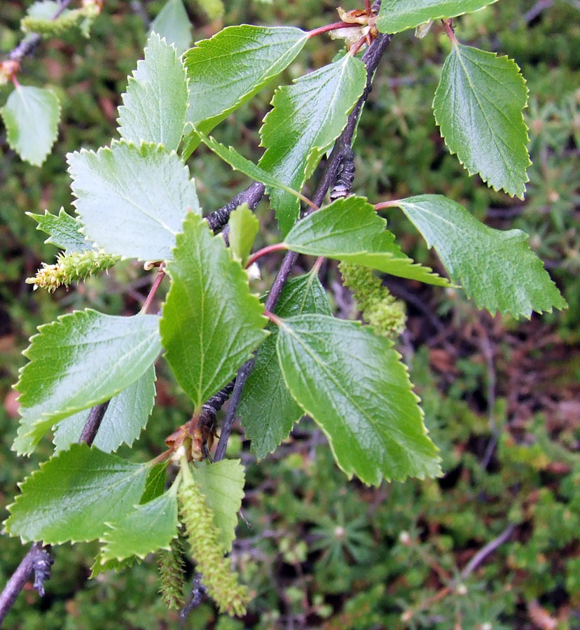 Изображение особи Betula czerepanovii.