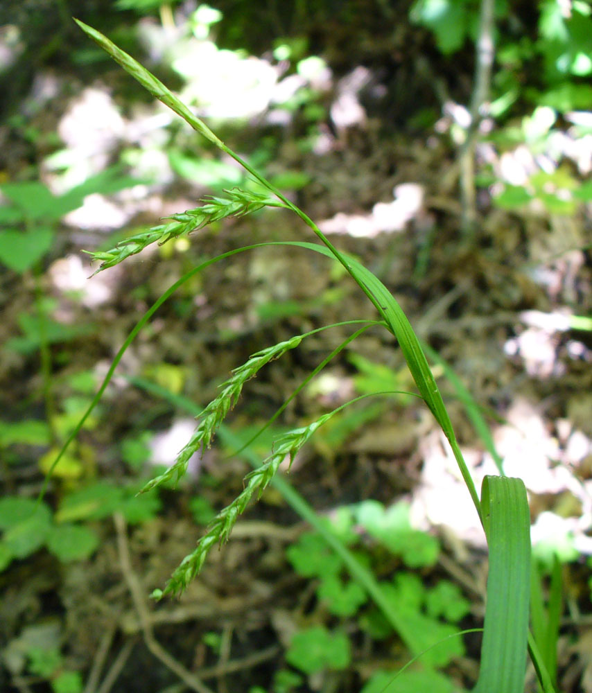 Image of Carex sylvatica specimen.