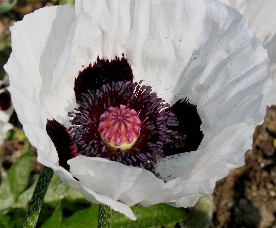 Изображение особи Papaver orientale.