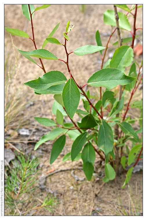 Image of Populus laurifolia specimen.