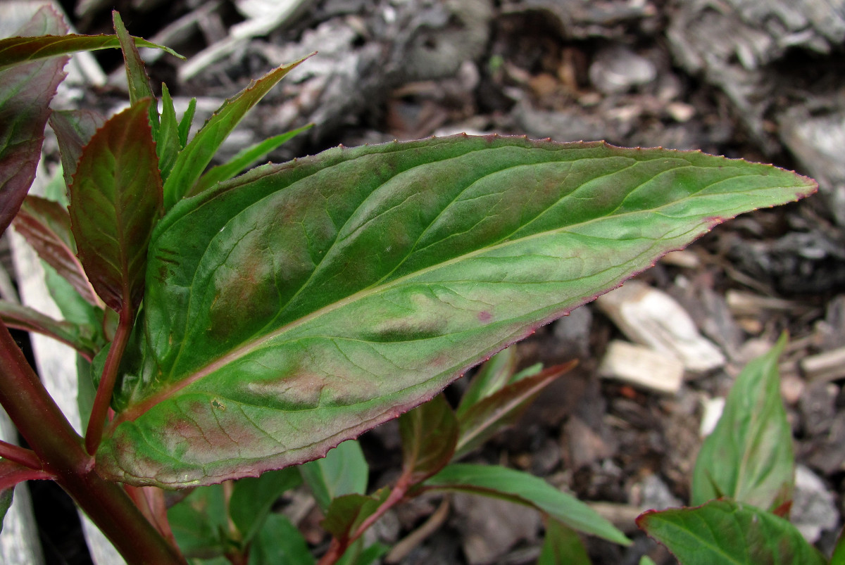 Изображение особи Epilobium adenocaulon.