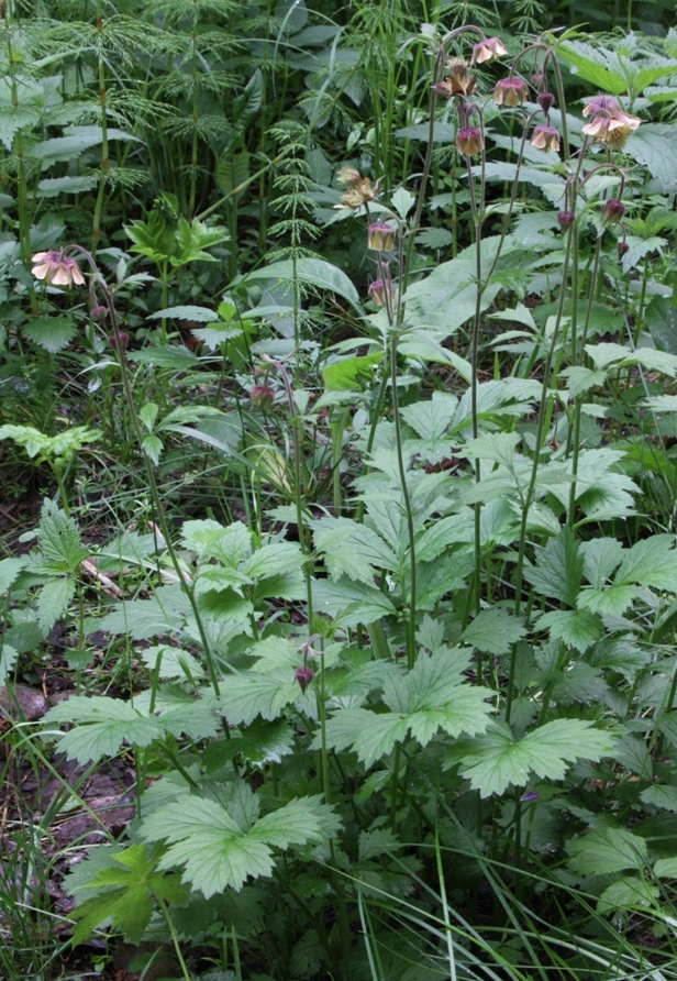 Image of Geum × meinshausenii specimen.